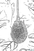 avocado Coloring Pages To Print